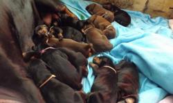Reg AKC Doberman puppies. I have 1 bl male 1 red male 2 red females and 4 bl females available . They are very well bred , great temperment . Great family or working dogs. Tails and dew claws done, I can have my vet crop ears if you want . They will come