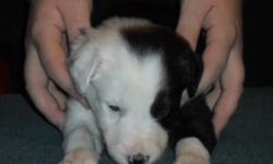 I have a beautiful litter of AKC registered (have alot of ABC breeding behind them) Border Collie puppies. All puppies are black with white markings 1 girl and 2 boys available. Will be 8 weeks and ready to go on June 13th. Will be current on shots and