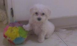 registered bichon puppies 2 months old come with a pedigree certificate that goes back 3 generations they are 80-90 % puppy pad potty trained and have thier 1st set of shots