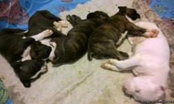 5 boxer puppies, born April 9th, ready for new homes May23rd. Tail and dew claws done, first shots before pick up. Mom and dad both on site. We have 1 male brindle, 1 female brindle, 1 fancy brindle female, 1 fancy black female, and 1 white female. Super