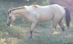 Beautiful, pretty head, 4 white stockings & excellent confirmation. Very gentle & well trained. Trail rides, parades and riding the beach. Excellent for any family member.
Call David @ 832-445-9724