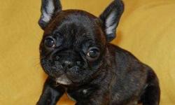 Registered French Bulldog puppies.///text (847) 495-2285 for more details if interested.