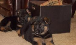 Registered German Shepherd puppies.
family companions only. ( not for breeding). They come with a
written 5 year health guarantee, shots and
de-wormings up to date. Our puppies are raised in
a family environment with other family pets.
Please send me a