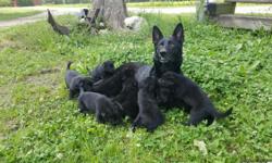 We have all imported, championship bloodlines, highly intelligent dogs. Some of the best in the USA, solid black AND traditional red & black. Go to www.texasselectgermanshepherds.com & check out our upcoming litters. Over a half dozen of our puppies have