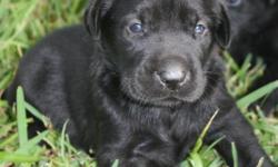 I have a litter of lab puppies for sale. Black females and males left. Strong hunting background. Puppies will have shots and will have been wormed. Both parents on site. Call text or email to reserve your puppy today. Will be ready July 22.