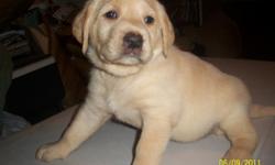 I have 5 registered Lab puppie's for sale. They are very even tempered, lovable, and we are working on potty training right now. I have 3 yellow Males, 2 black Males. When they are bought you will get all the registration paperwork and they will have