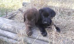 These are Beautiful Labs. They are registered up to date on shots and worming and ready to go. They make great hunting dogs and wonderful family dogs. Both males and females available in all colors, they really are beautiful pups. The black and chocolate