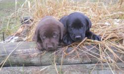 I have a litter of Beautiful Registered Lab puppies.&nbsp; Both male and females available and both chocolate and black.&nbsp; They are up to date on their shots and deworming.&nbsp; They will make great family dogs and wonderful hunters.&nbsp; If