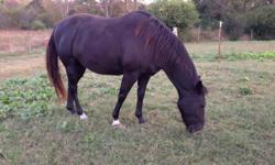 Black paint gelding 7 yrs. negative coggins all shots up to date good trail horse experienced rider only