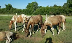 I have 12 yearlings for sale, most buckskin paints. Beautiful, first come first served.
Call David 832-445-9724.