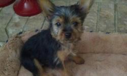 Yorkie Puppy born May 4th.&nbsp; One Male left out of litter of six.&nbsp; Comes with shots and health guaranteed.&nbsp; Not a breeder, we just love Yorkies.&nbsp; Call 512-619-1019