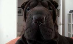 Lost black female Chinese Sharpei. She was lost Wednesday Jan.12, 2011 by Scott Springs Park located next to the Grand Reserve Apartments and Walmart near Paddock Mall. If you have her, have seen her running around or have any information, please contact