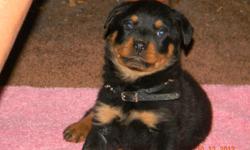 ROTTWEILER AKC FEMALE PUPPY 8WKS CH GERMAN BLDLD CARRABBAHAUSE AND JENECKS&nbsp;&nbsp; SAME BLDLNS AS THE ROTTWEILERS IN THE MOVIE "THE OMEN" 3 generation pedigree on both sides of parents SHOTS/TAILS DONE/WORMED READY TO GO&nbsp; SERIOUS INQUIRIES ONLY