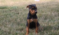 This little one is named Rush and he is a male&nbsp;Rottweiler! He will fill your home with love and happiness. He was born on May 29, 2016. He just can't wait to be part of your loving and caring family. He is wonderful around kids and other pets. They