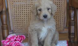 "Sadie" Female Miniature F1 Goldendoodle born Jan. 18th. Will be ready to go on March 14th. Will be approximately 25-35 lbs at maturity. Raised in our home with several children- will be very well socialized. Classified as low-shedding. Puppies will have