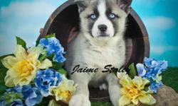 Still searching for that special someone to ad to your family? Well look no further! Hi, I'm Sadie! The sweetest Female Huskita! I'm a designer breed between a Siberian Husky and Akita. I'm so adorable! No one can deny it! I was born on January 24th,2015.