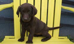 Hello! I'm Sadie, the loveable Chocolate female Labrador Retriever! I was born on April 4, 2016!&nbsp;They're asking $399 for me! I'll come with my shots and worming to date. I can't wait to have a home of my very own.. Do you think it will be yours? Do