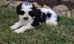 Hello Ya'll! I am Sadie the endearing salt and pepper female Lhasa-poo! I am a designer breed between a Lhasa Apso and Mini Poodle.&nbsp;I was born on May 5, 2016. They are asking $450.00 for me.&nbsp;I will come with shots and worming to date.&nbsp;Would