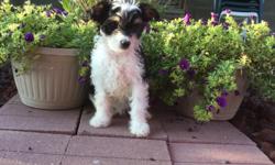 Howdy! My name is Samantha! the sweet tri-color female Papipoo! I was born on June 4, 2016.. My moma is 15 lb Papillon and my papa is a 10 lb mini poodle.They're asking&nbsp;$495.00&nbsp;for me! I'll come home with you shots and worming to date! I love to