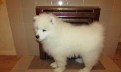 We will no longer be breeding Samoyed Puppies due to my health issues so are looking for homes for 3 of our wonderful & gorgeous dogs! All of them are sweet, loving, great with children and other dogs. They are all purebred, excellent quality, Akc