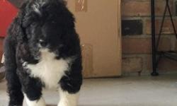 Ciao! I'm Sandra, the female Bernadoodle. I am a designer breed between a Standard Poodle and Bernese Mountain Dog.&nbsp;I was born on June 9, 2016. They're asking $950.00 for me! I'll come with shots and worming to date! The one thing I wish for, is to