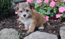 Hey look at me! I am Sandra, the cute as a button tri-color female Morkie! I was born on June 7, 2016 and my parents 9 & 7 lbs. ! I just can't wait to meet my new family. I'll come with shots and worming to date!&nbsp;They're asking $599.00 for