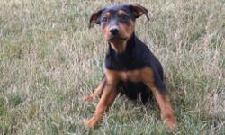 Meet Sasha! She is an black and tan Rottweiler female. She will fill your home with kindness and love. She was born on May 29, 2016. She loves to play with toy and can't get enough attention. She is great around children and other family pets. They are