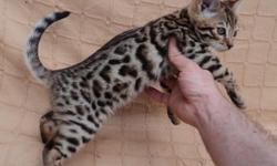 The Savannah cat is cross of the African Serval.
Will be ready to go at aprox 13 weeks old! I leave my kittens with their parents longer to insure proper&nbsp;
socialization and so they fully get every bit of their mothers milk for a strong healthy immune