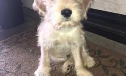 Rare Gold Schnauzer puppy available for a loving home.
Male, Born 4/19/16.&nbsp;
Tail docked.
Vaccines up to date with records.
Raised indoors around a calm environment, adjusted to children and other animals.
Energetic pup, he loves to play and