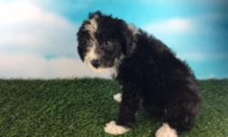 Howdy, I'm Shania, the beautiful black and white female Standard Aussie-poo. I was born on May 27, 2016. I like hearing that I am a good girl! They're asking $750.00&nbsp;for me. &nbsp;I'll come with my shots and worming to date.&nbsp;If you think I'm the