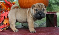we have an awesome litter of sharpei puppies, they are akc, upto date on shot's and wormings. I have picture's of all the puppies so email me or call 417-599-9388 email psalm4029@yahoo.com