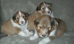 Handsome litter born December 27,2010. Mother and Father AKC Registered. Three males available mid February. Great Valentine's gift. Vet checked, dewormed and 1st shots included.
