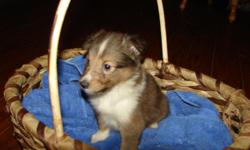 CKC registered Sheltie male. Born October 20th, 2010. Will be ready for Christmas. Comes with first shots and wormed. email for questions. jhlaw2@yahoo.com