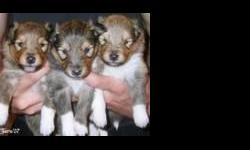 Shetland Sheepdog Puppies For Sale
Westchester Puppies specializes in the sale of healthy puppies and kittens from certified breeders, with whom we have enjoyed long-standing relationships. Our puppies are home-raised and responsibly bred for temperament