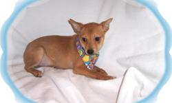 This baby boy is spirited! He is crazy playful. He is a Shiba Inu and Chihuahua mix-"Shibachi".He would love an active family to call his own.He is micro chipped.He comes with his first series of shots, wormings and a Vet Health Certificate. He also comes