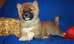 Male Shiba Inu&nbsp; born on 11-24-13. UTD on vaccinations/dewormings and comes with a health certificate and health warranty.
** APRI Registered
** Microchipped
** Mom weighs 15 pounds
** Dad weighs 15 pounds
** 90 Days "Same as Cash" Financing