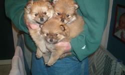 Beautiful Shih-pom pupps, all shots up to date, trained on pee pads, In home raised.
Call 931-575-8377