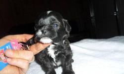 Beautiful Shih- Poo puppies taking $100.00 deposits now to hold your pic.
pups come with 1st shots and worming , dewclaws removed vet checked and 1 year health guarantee /contract.
can see more pictures on ebay classifieds in denver co. Mom is a 10