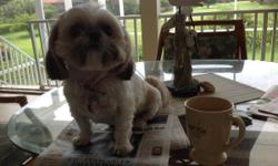 Female, spayed Shih-Tzu for sale. &nbsp;5 years old. &nbsp;Moving,
must sell.