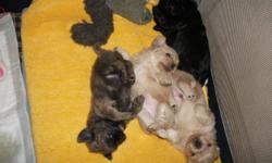 shih-tzu/peke-a-nese puppies
1 male-brown
2 females- 1 cream 1 black
vet checked
home raised
parents on site
will be ready by sept. 16
Contact if interested
608.963.5167
608.448.2010
Located in Lake Delton, Wi