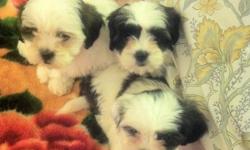 Shih-Tzu/Poodle mix pups for sale....great personality, playful, non-shed (great pet for people with allergies), 8 wks. old. $275 male, $295 female.
Contact 760-807-0777 if you would like to set an appointment.