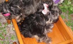 three beautifull babies very sweet and playfull, a bundle of love and exitement they will be small because mom is a imperial shih-tzu about 9 or 10 lbs and dad is a yorky 5.05 lbs and makes small puppies they will come with shots and health cert. and