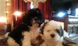 Shih Poo Pups, Adorable Ready for loving Homes! 8 wks- male-shots- (non allergenic)Black and white /white w/tan--- North Glendale{ serious inquiries only please}
call (623)826 2826
&nbsp;