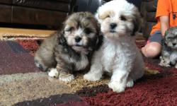 Ready for their forever homes.ShihTzu Poodle mix,born May 11st.Mom is poodle ShihTzu mix,dad is full ShihTzu.Asking 250 1 boy,2 girls left.