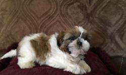 Adorable Shih Tzu puppies.Champion bloodline,non shedding balls of fur.Loves cuddling and great breed around children.These puppies are already using the doggie door and now ready to meet their new families.Female $300.00 Males $250.00.