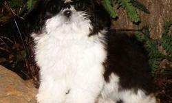 This is Our ShihTzu's , > They are beautiful Black and white>
Two Boys and one Girl
DOB 3-7-11
potty pad trained
CKC registered Puppy shots, worming Should be 8-9 lbs grown.
FREE PUPPY KIT
$250 boys /$300.girl
256-282-4306