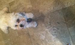 Lovable ShiPoo. White and brindle. &nbsp;Needs good home. &nbsp;Great with children. &nbsp;He has been with us for a year. &nbsp;