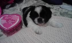 &nbsp;
Shiranian puppies 1/2 Shih tzu 1/2 Pom 2Girls CUTE(Christmas pups!) (E. Medford)
&nbsp;
&nbsp;
Look this new breed up on puppyfind.com & you will find that they are breed for people with allergy's Shiranian puppies 1/2 Shih tzu 1/2 Pom 2 Girls