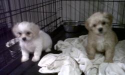 ShitzuPoo Puppy"s
3 Females 9 Weeks
apricot,cream,white
$175-Up
281-772-0336