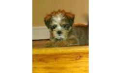 Two female shorkie puppies (shihtzu/yorkie). Utd on shots/dewormed. Great with dogs, cats and small children. Very sweet and playful. Too cute for words. Doing great with potty and crate training and have even begun going on peepee pads. If interested,